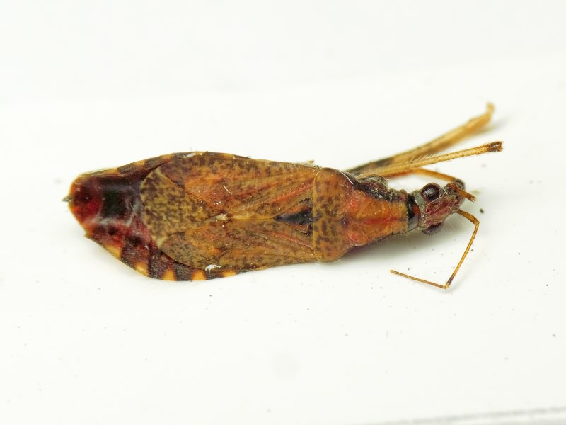 Himacerus mirmicoides (O. Costa, 1834)